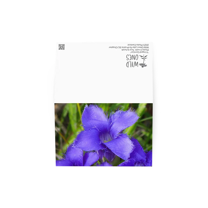 "Fringed Gentian" (Blank Card) product image (3)