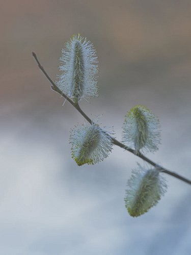 Treasures of nature

Schätze der Natur

#naturephotography
#nikondach
#withmytamron
#wtbmacro
#illustrious_nature