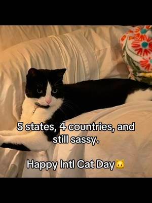 Gotta let Louise take the spotlight today❤️🐈‍⬛ #internationalcatday #fyp #authorlife #catsoftiktok 