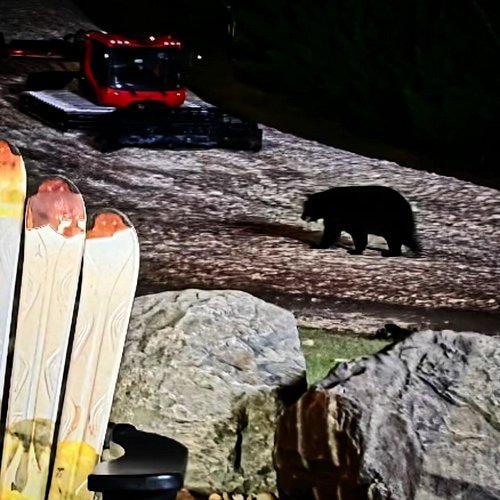 The bear doesn't know that ski season has ended ...