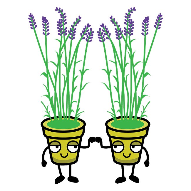 Lavanda