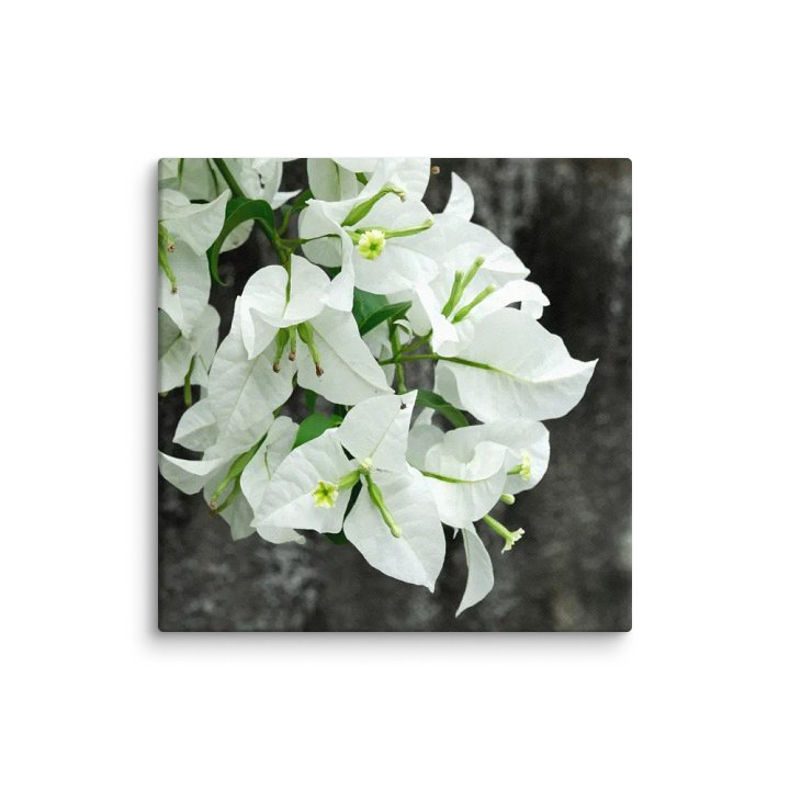 Bougainvillea flower - canvas print product image (1)