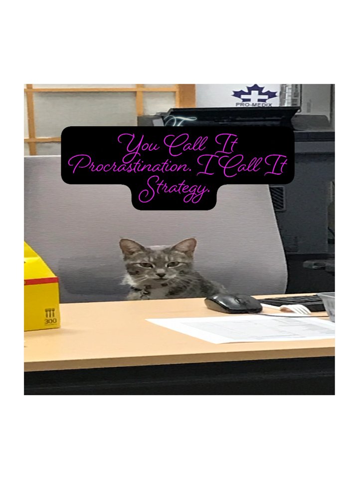 Strategic Procrastination Cat Kiss Cut Stickers product image (2)