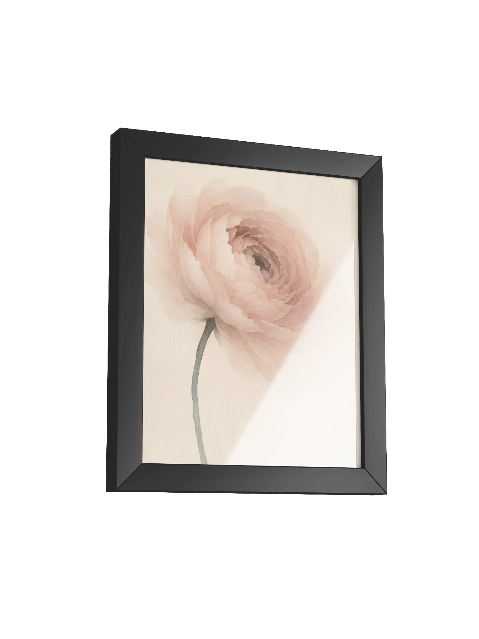 Pale Ranunculus product image (8)