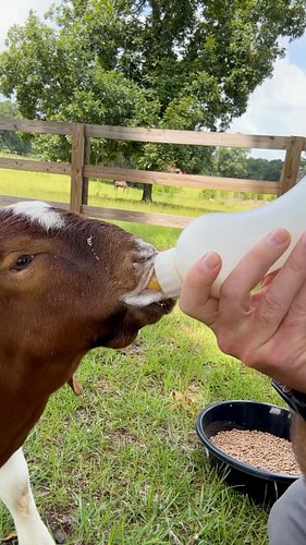 Breakfast with Buck Norris. #goatfarm #goatlife #swgeorgia #countryliving #sogachaos