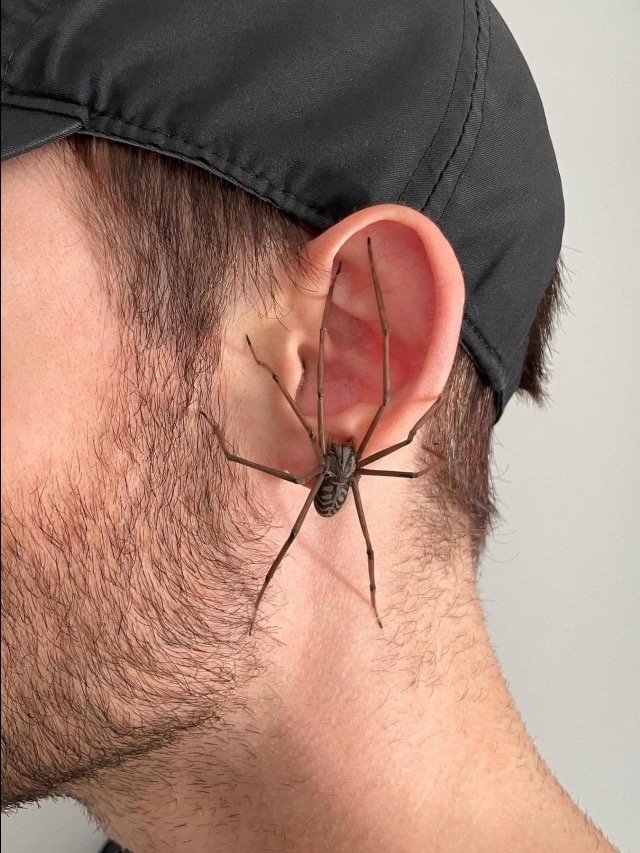 Spider Earrings product image (1)