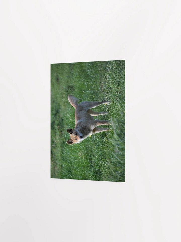 Dingo - 2 product image (2)