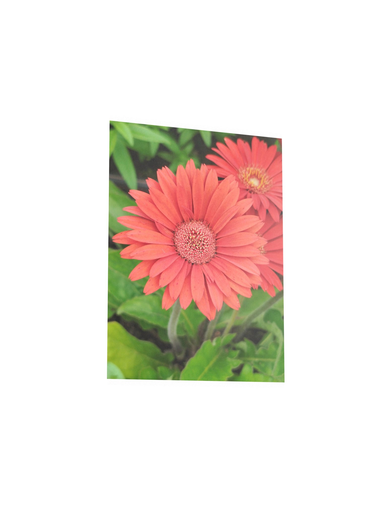 Orange flower product image (3)