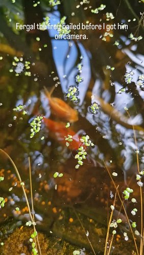Phenomenal wet hole update. Fish are growing. Frogs are frogging. Life is good.