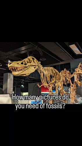 Is your camera roll full of fossil pics too?