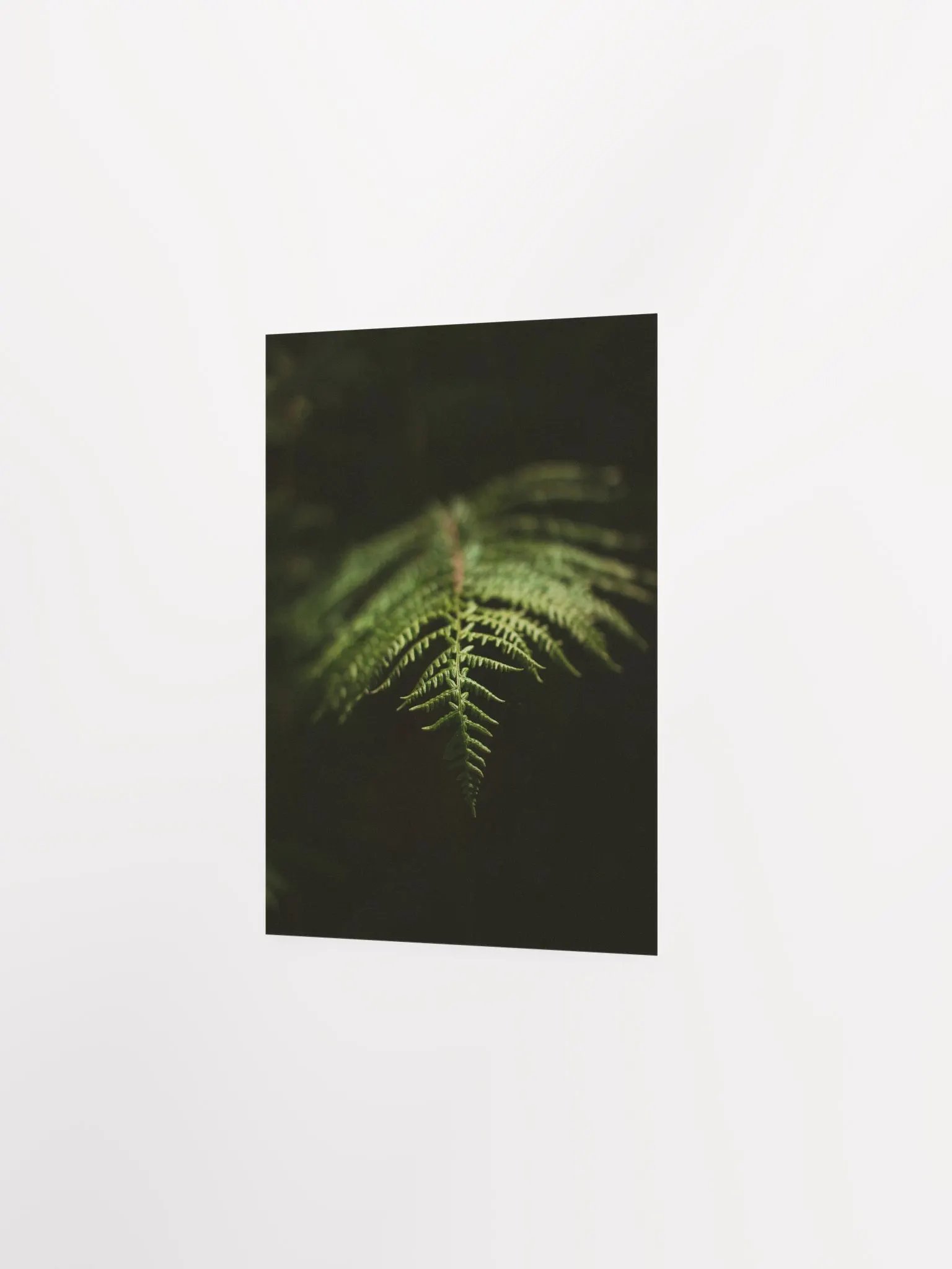 Fern product image (6)