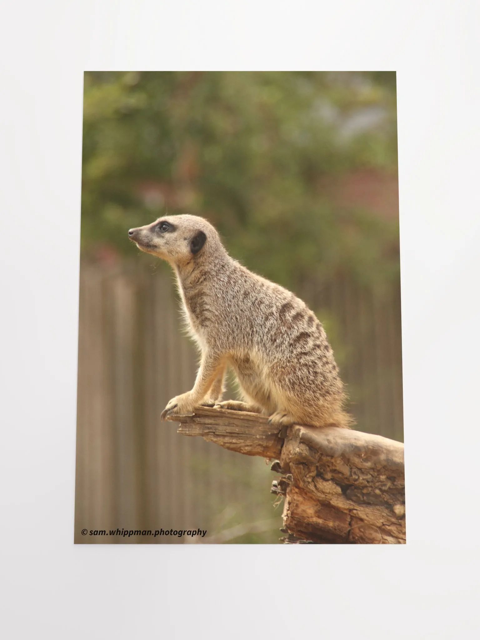 Meerkat Prints product image (1)