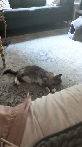 Morning time with Romeo 

#catsofinstagram #stretch #adoptdontshop #romeo #seniorcat