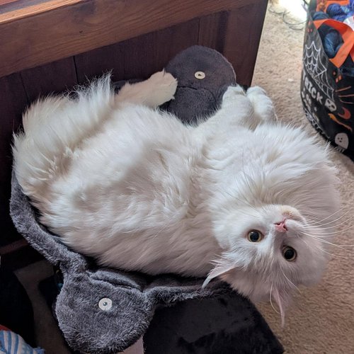 The fluffy gremlin has her favorite spot back. The last basket scratching post had become such a tattered mess and she has be...