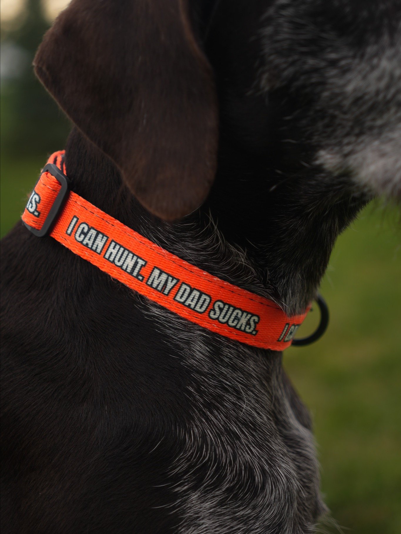"I Can Hunt. My Dad Sucks." Upland Hunting Dog Collar product image (5)