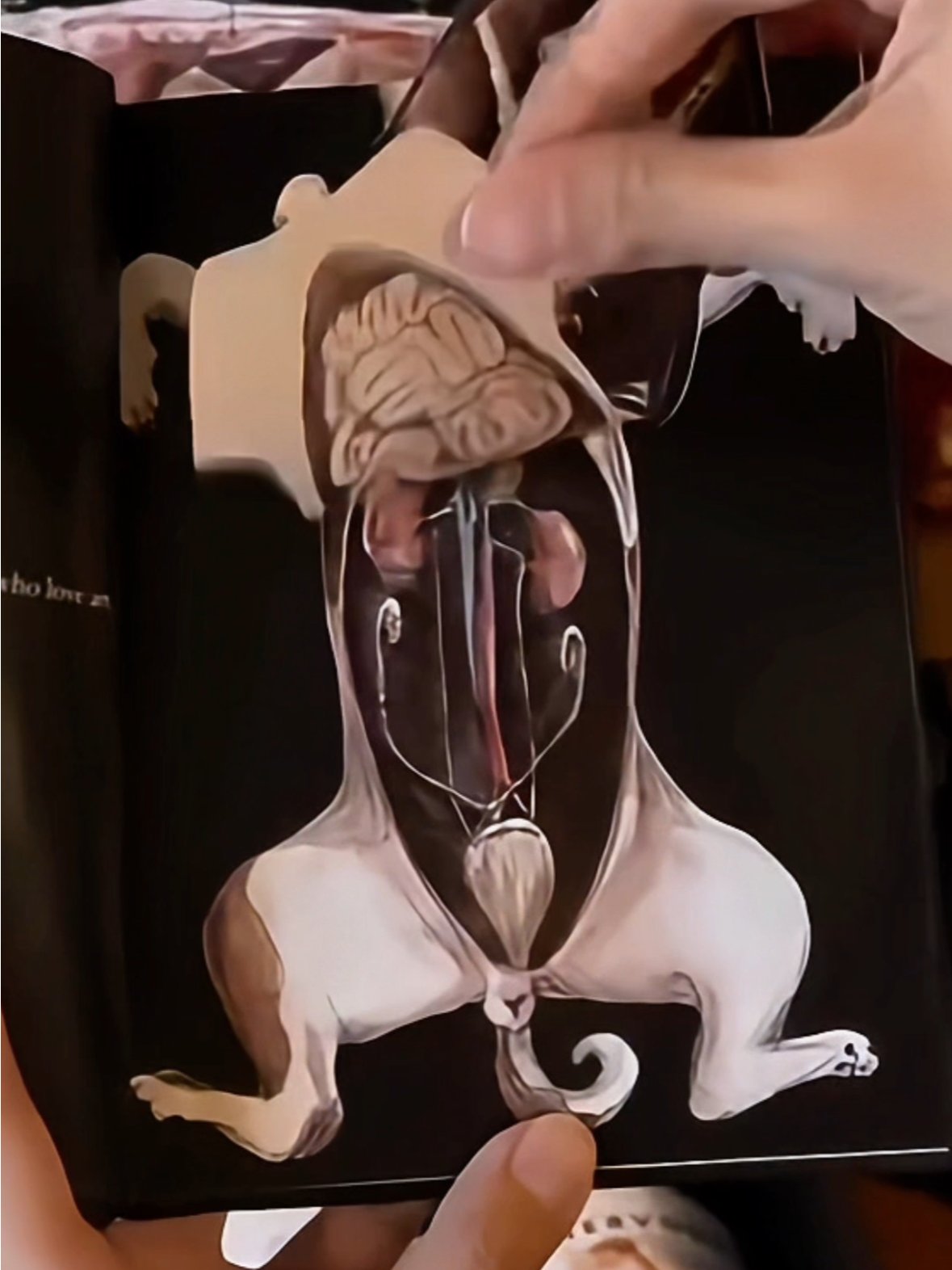 Vet Art Collector’s Gift Box product image (12)