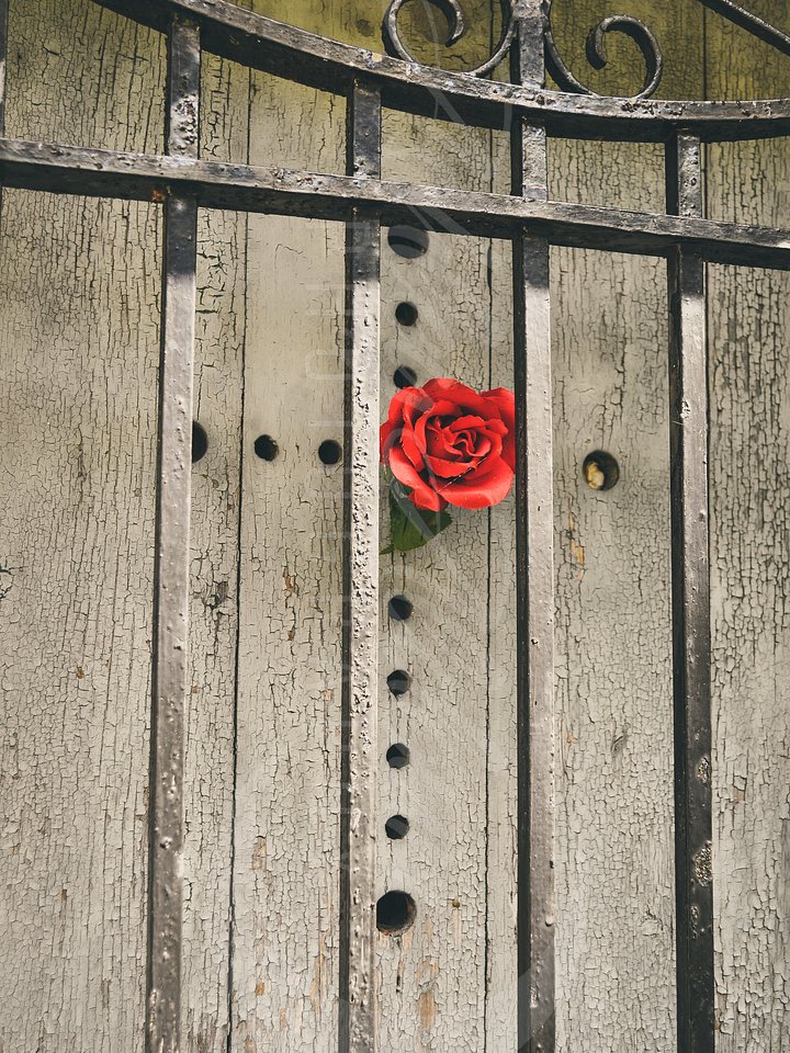 A Petaled Tribute product image (1)