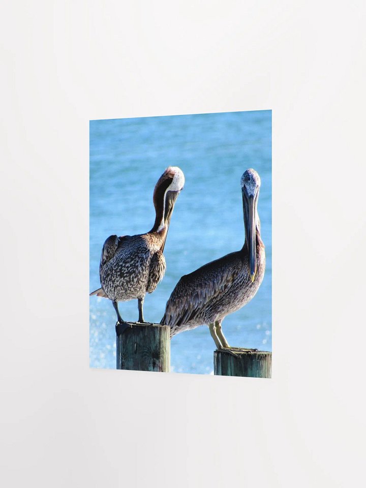 Pelicans product image (11)