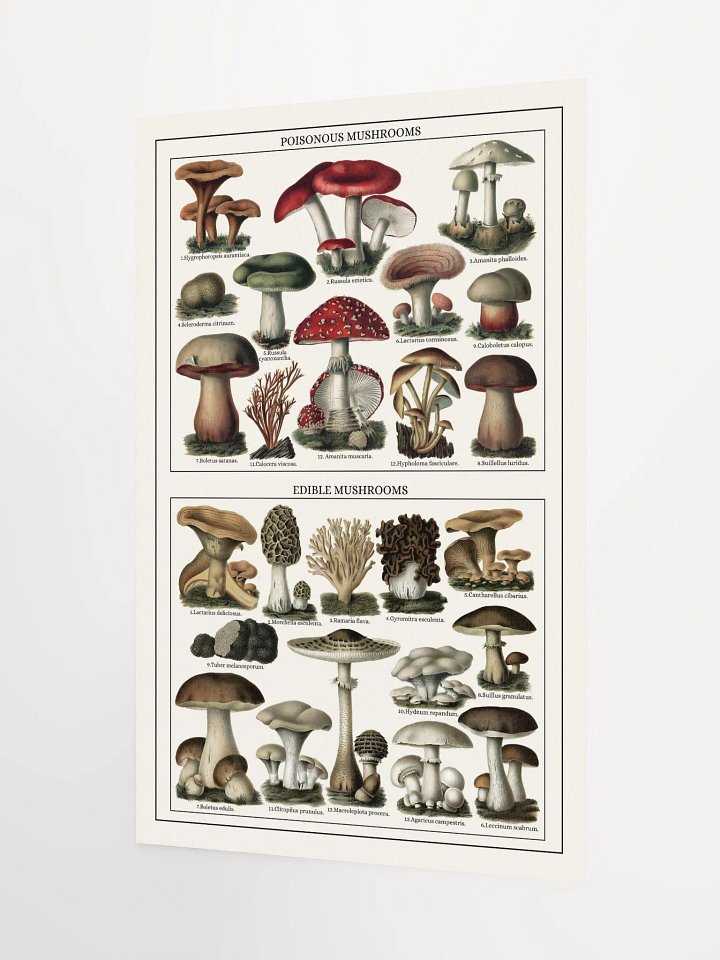Mushroom Classification Chart Poster product image (2)