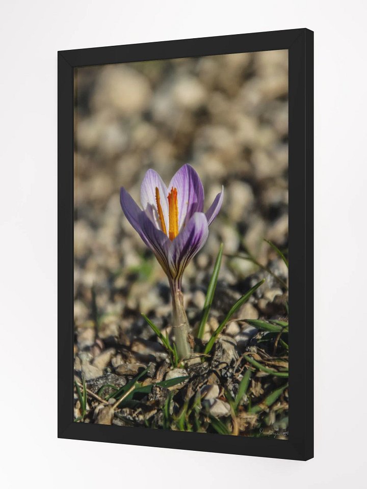 Print Fine art photography - Resilient Bloom product image (4)