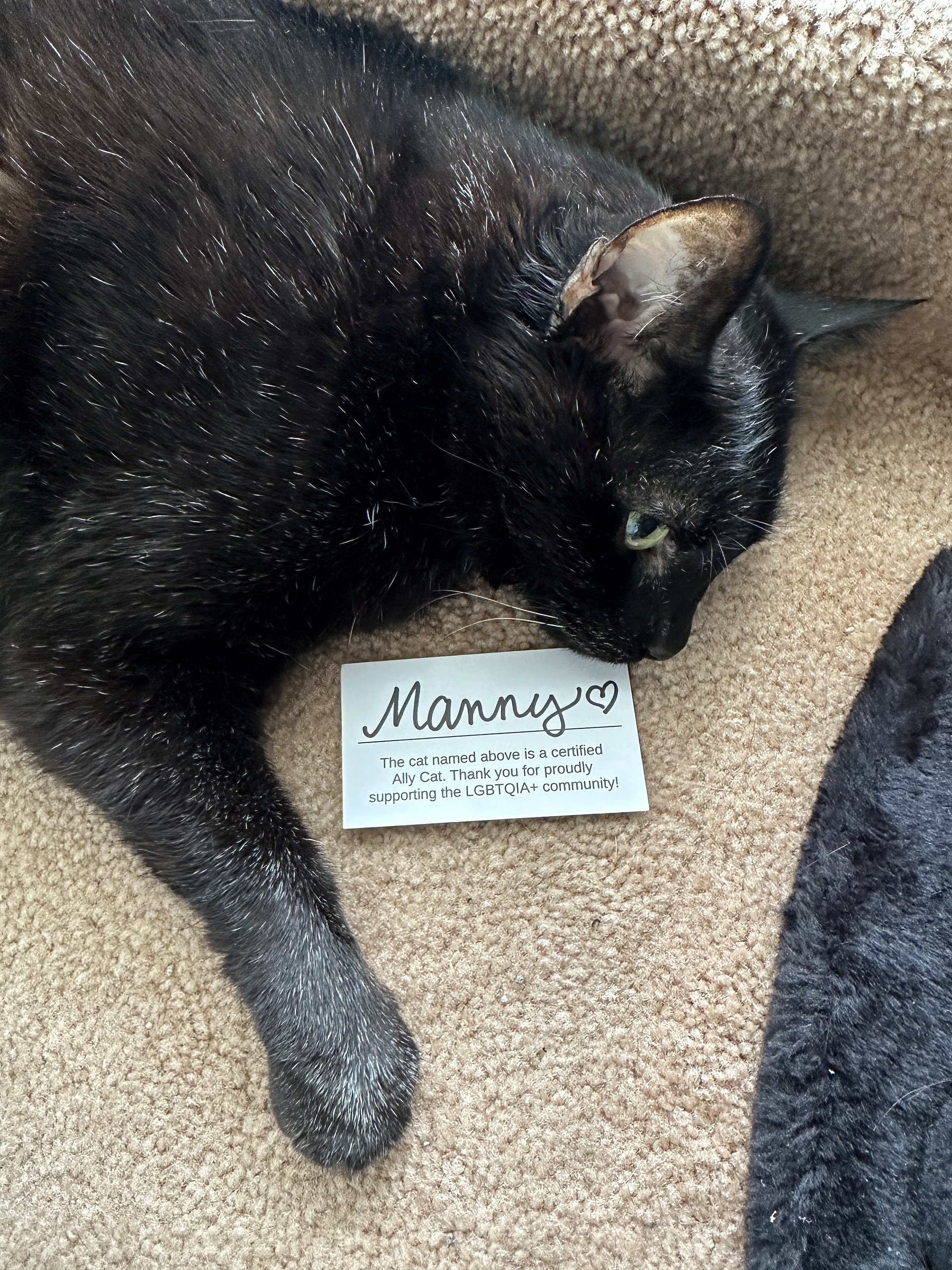 Official Ally Cat card product image (3)