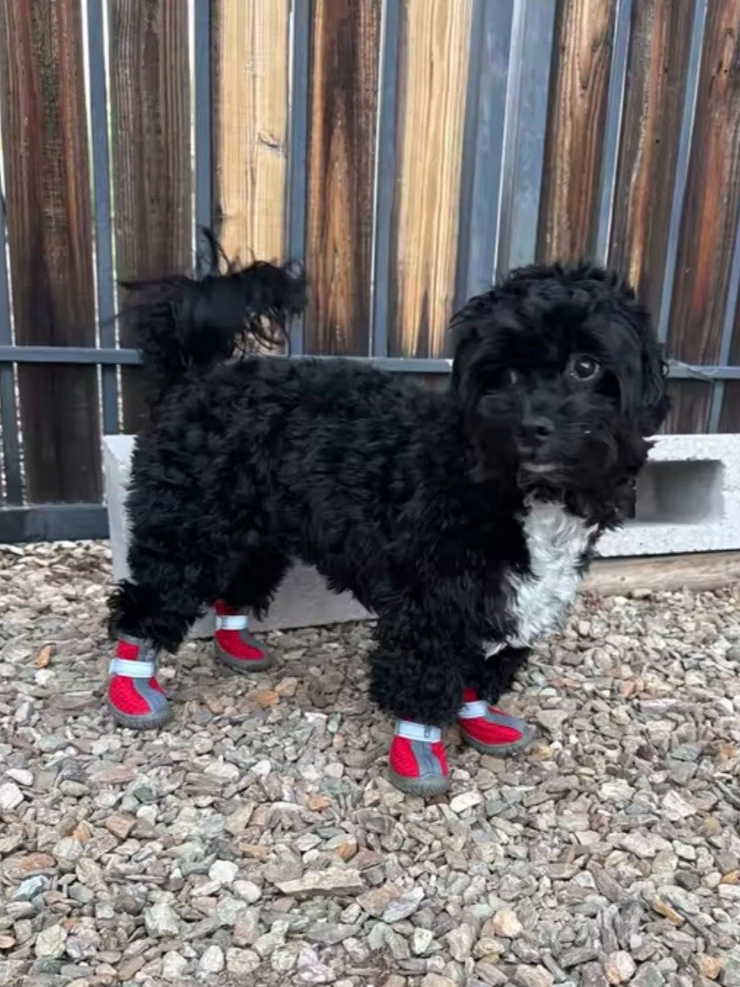 Dog Shoes product image (11)