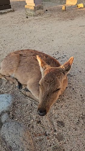 That one deer edit. #deer #travel #japan #hiroshima #miyajima