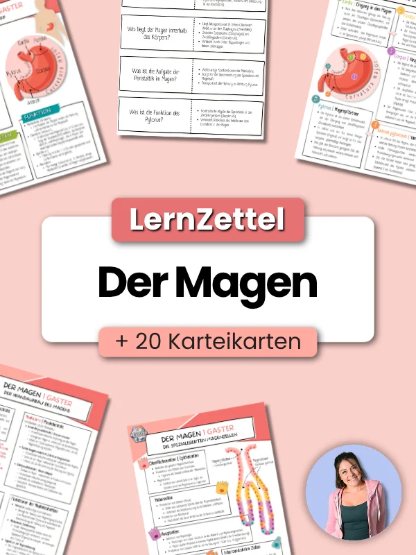 LernZettel 'Der Magen' product image (1)
