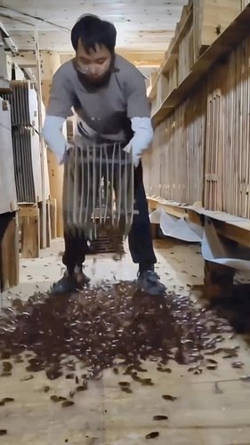 Yes, they actually farm these critters