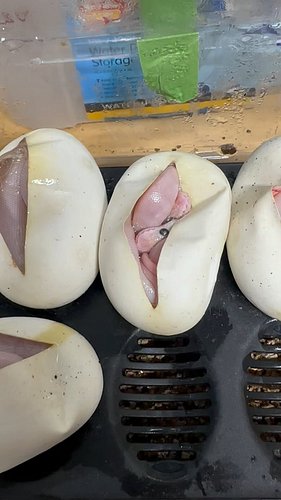 DID WE HATCH TWINS?! 👯 

Omgomgomgomg