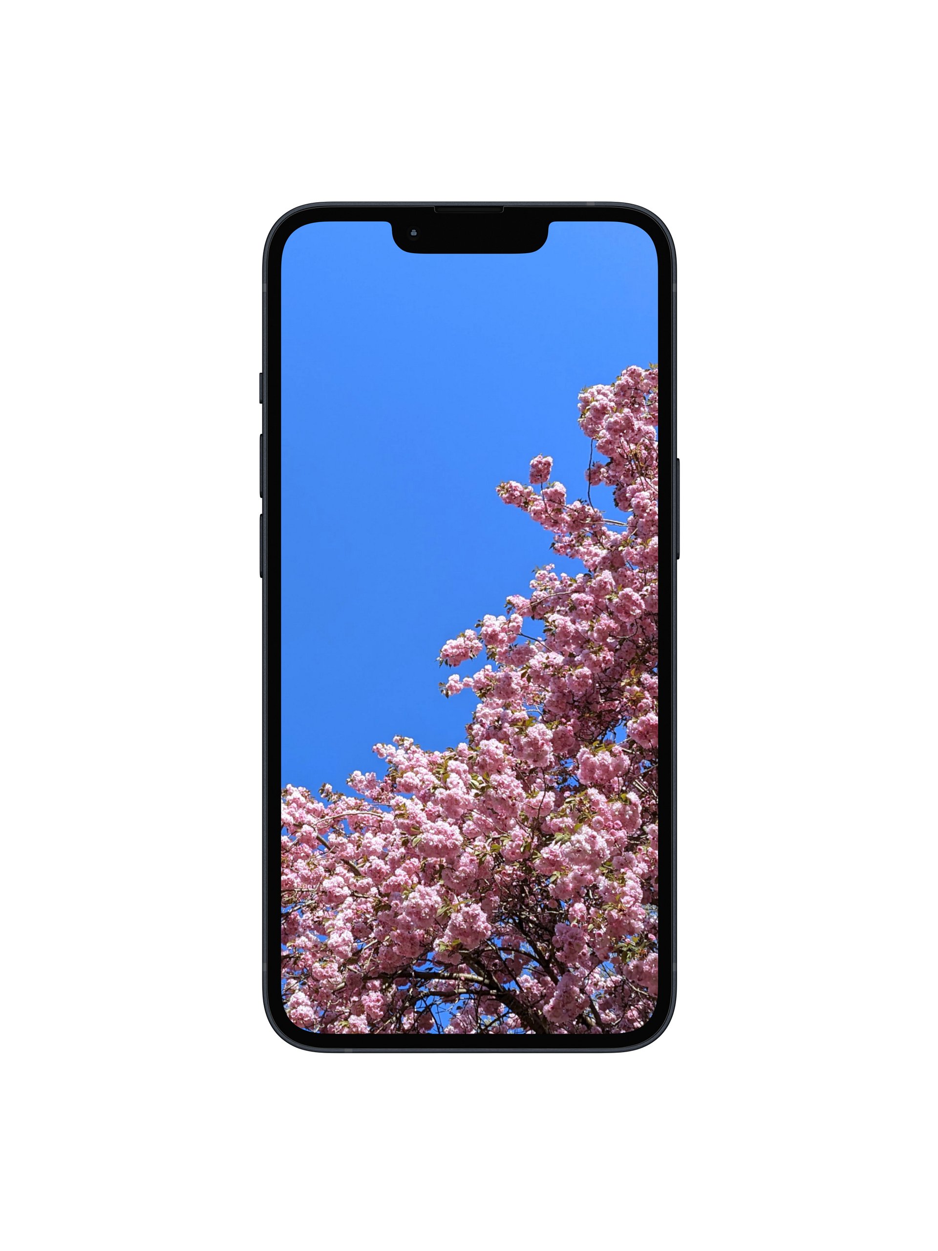 Cherry Blossom Arch Digital Wallpaper Set product image (1)