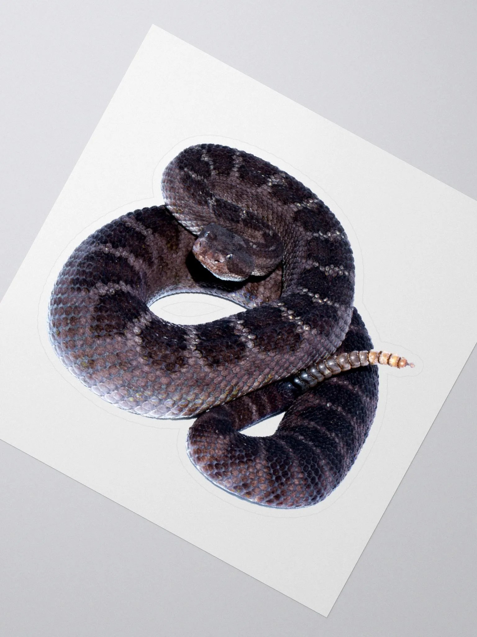 Arizona Black Rattlesnake Sticker product image (2)
