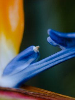 Bird of Paradise Digital Wallpaper Set product image (3)