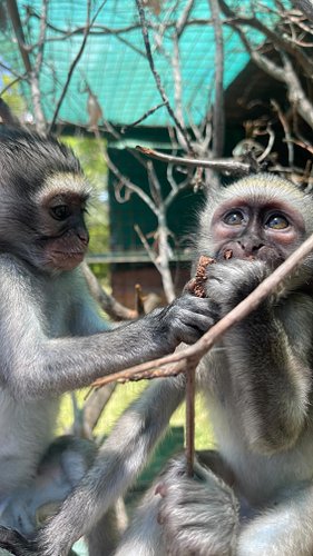 REHABILITATION

Baby #25 and Baby number #26 were named Nils and Mortadelo. These two orphans were bonded from the day they w...