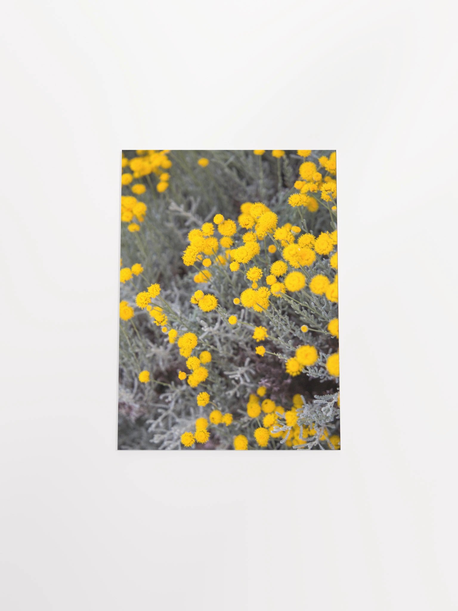 Flores amarillas - Enhanced Matte Paper Poster product image (13)