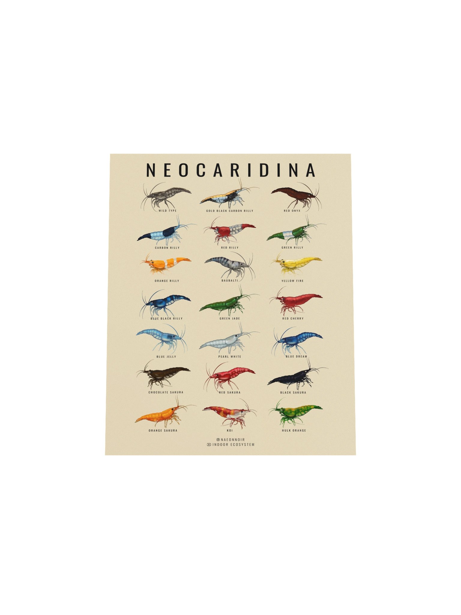 NEOCARIDINA SHRIMP POSTER (CREAM) product image (4)