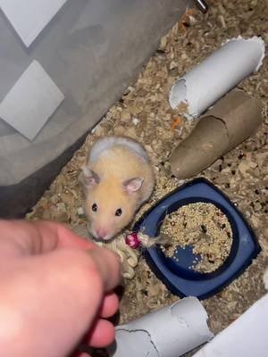 dapping up the chud of a hamster #hamster #pets #cute #viral #foryoupage 