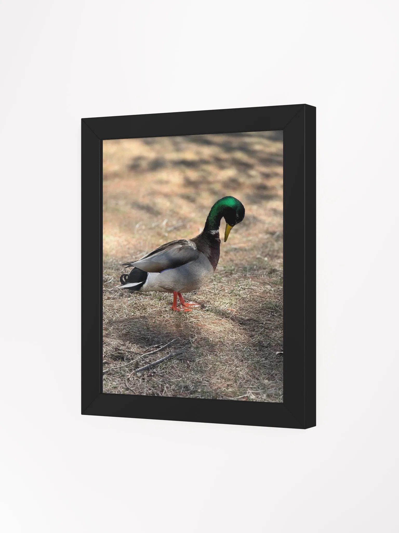 Duckie Contemplating product image (26)