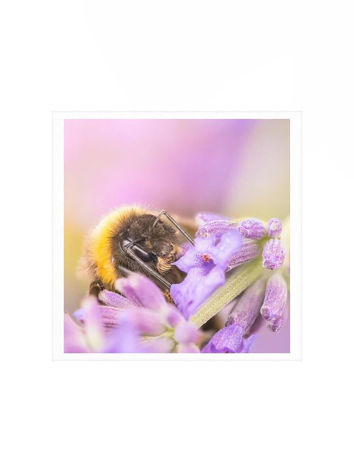 Bee and Lavender product image (3)