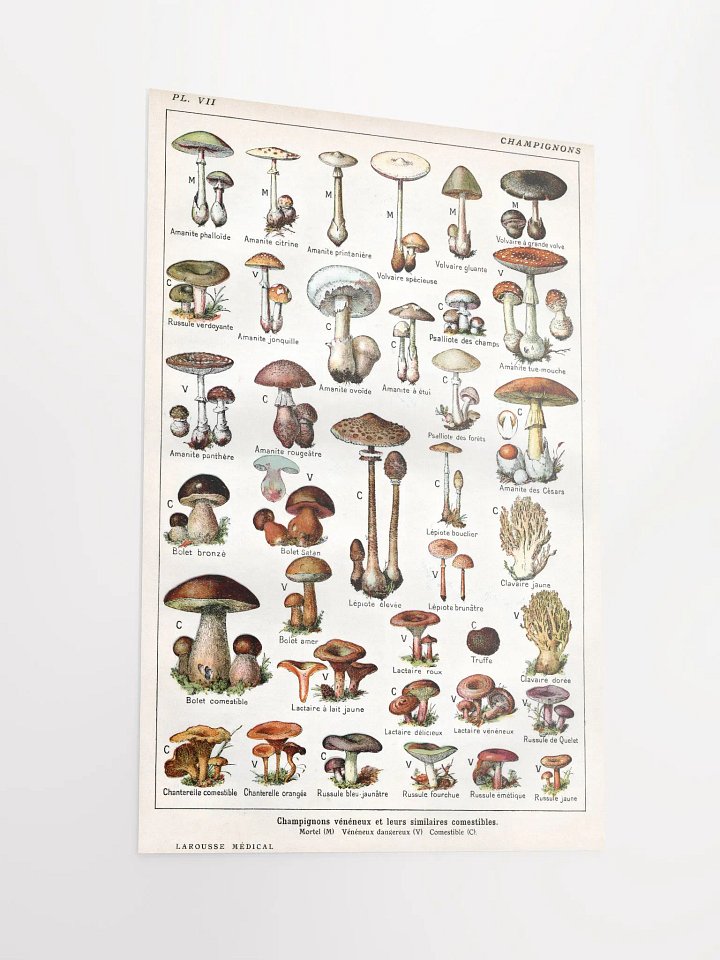 French Mushroom Chart Poster product image (2)