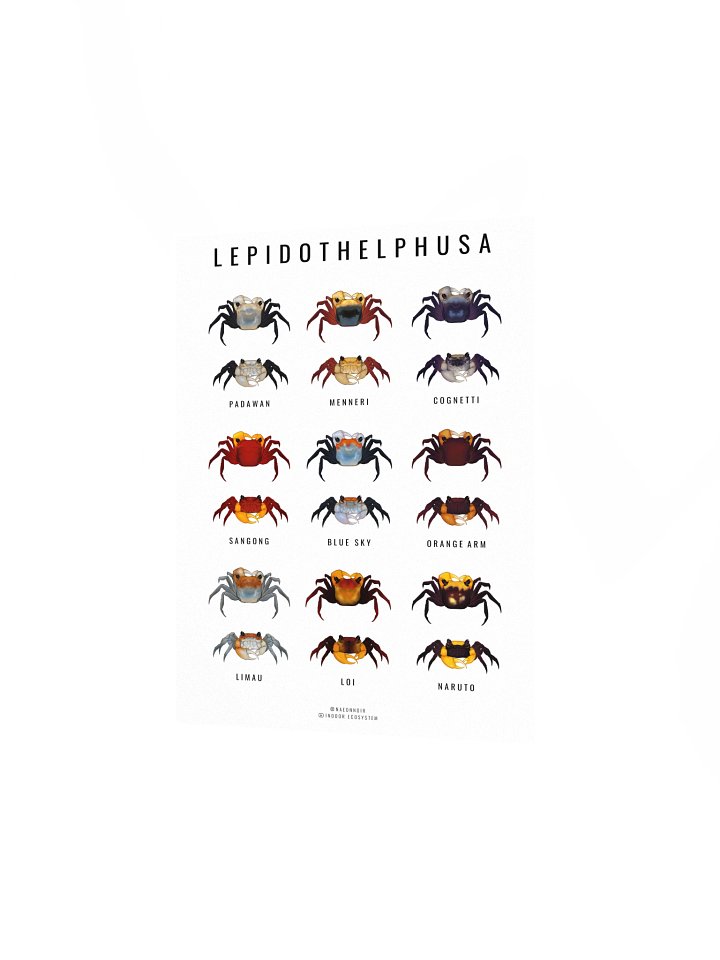 LEPIDOTHELPHUSA BORNEO CRAB POSTER (WHITE) product image (2)