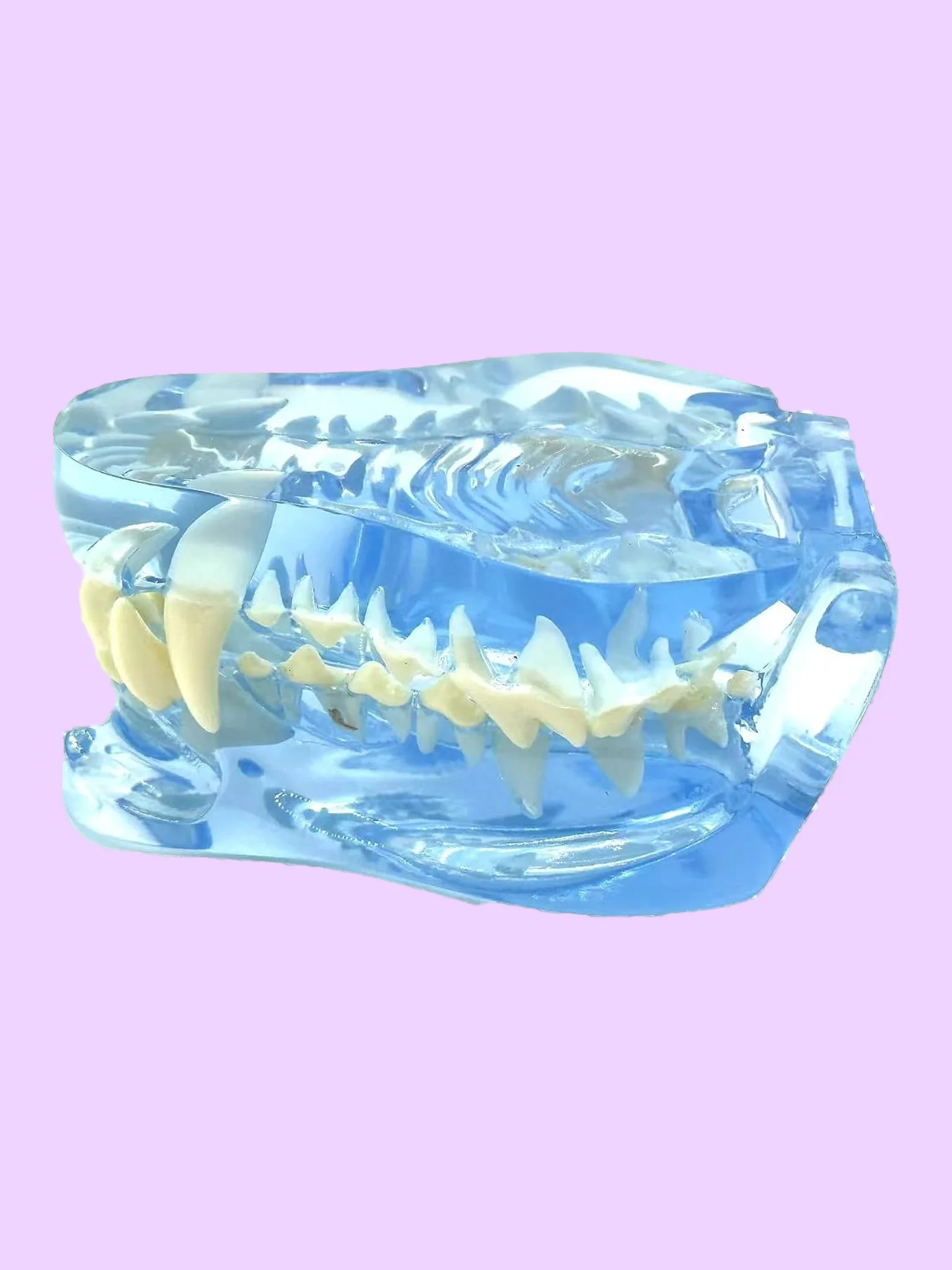 Transparent Dental Models for Dogs and Cats product image (2)