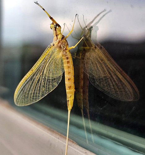 Some 300 million years of evolution landed on my window... 👀

Meet the mayfly, one of the oldest winged insects on Earth. Its...