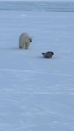 A hungry polar bear almost catches its prey during a high-speed Arctic chase, but the seal makes an incredible last-second es...