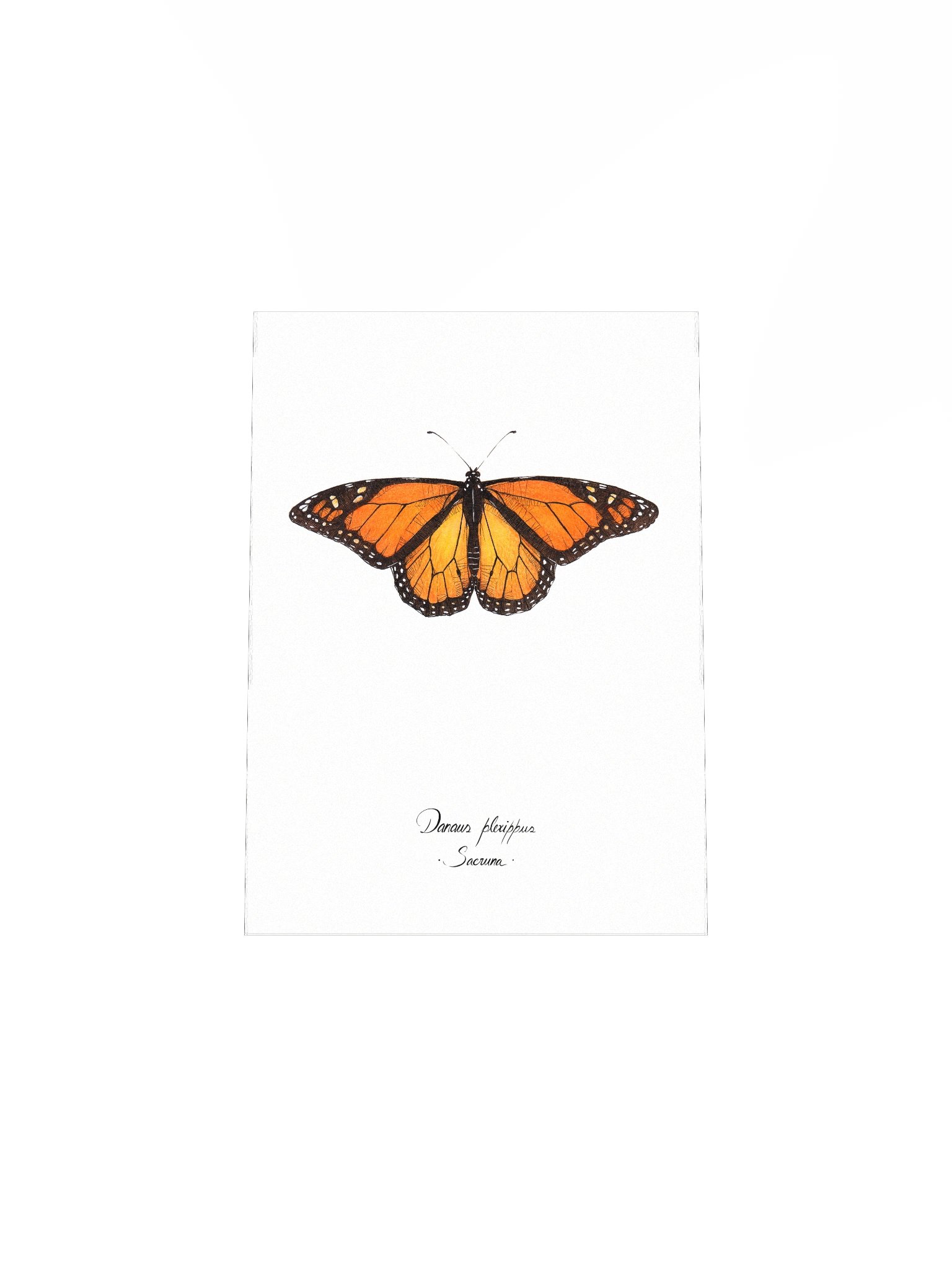 Danaus Plexippus • Print product image (7)