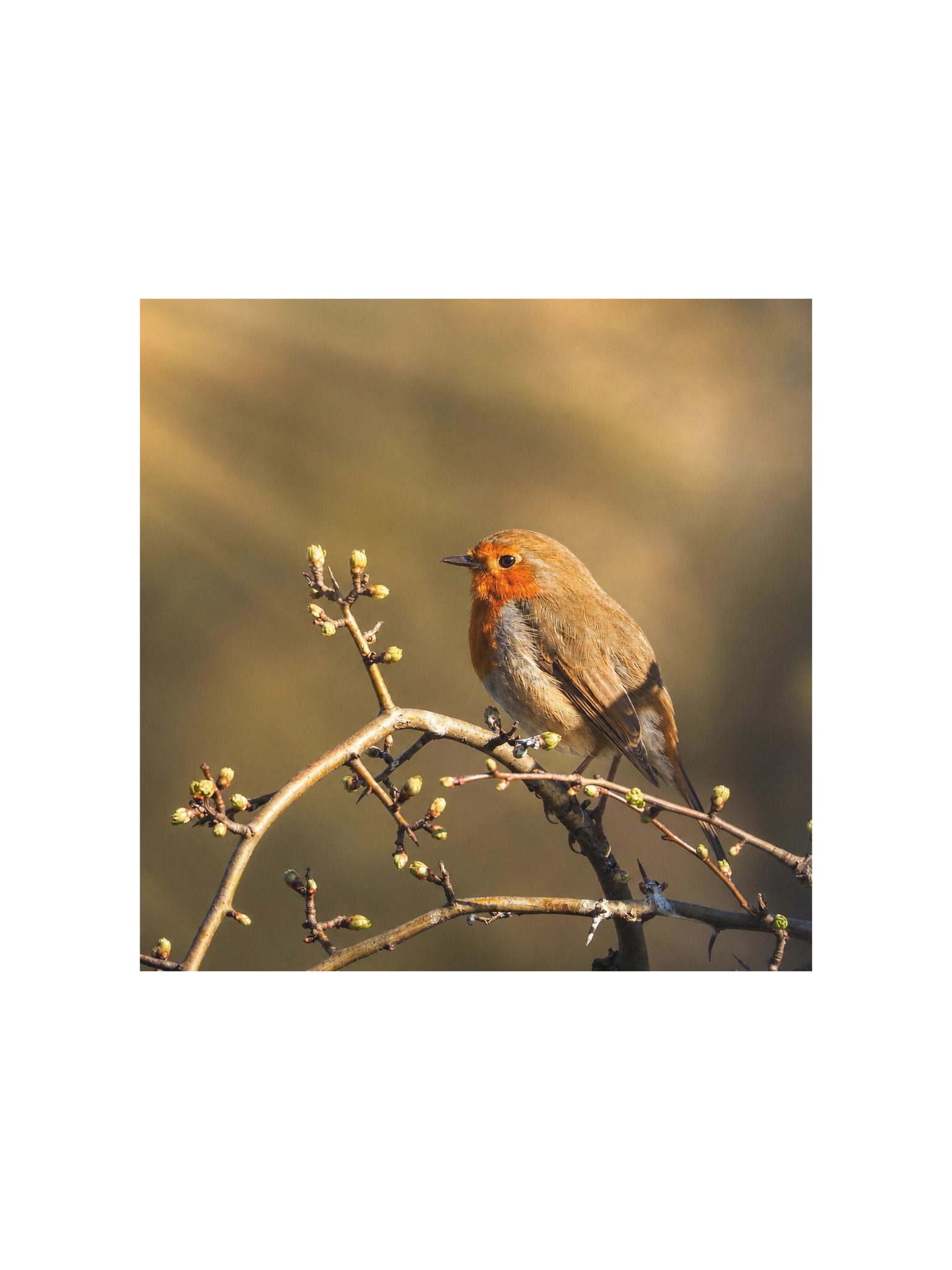 Roin Bird Art Print - Poster product image (2)