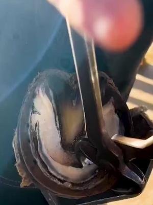 Relaxing Hoof Trimming #horses #farriersoftiktok #animalslover #asmr #satisfuying #fyp