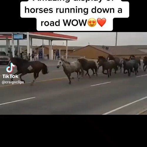 Picture this, what would you do if you were on a road with two hedges on either side and these horses are charging at you?