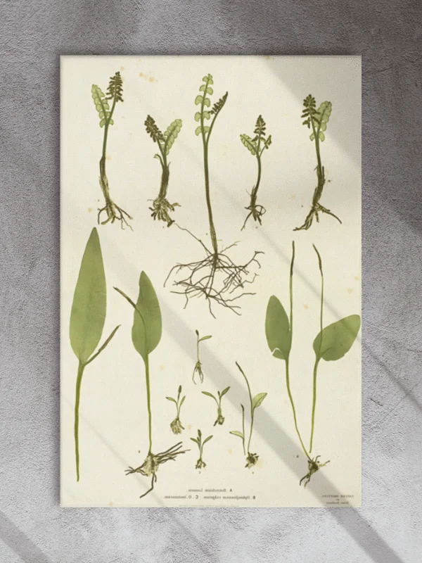 Botanical Illustrations Study Canvas product image (1)