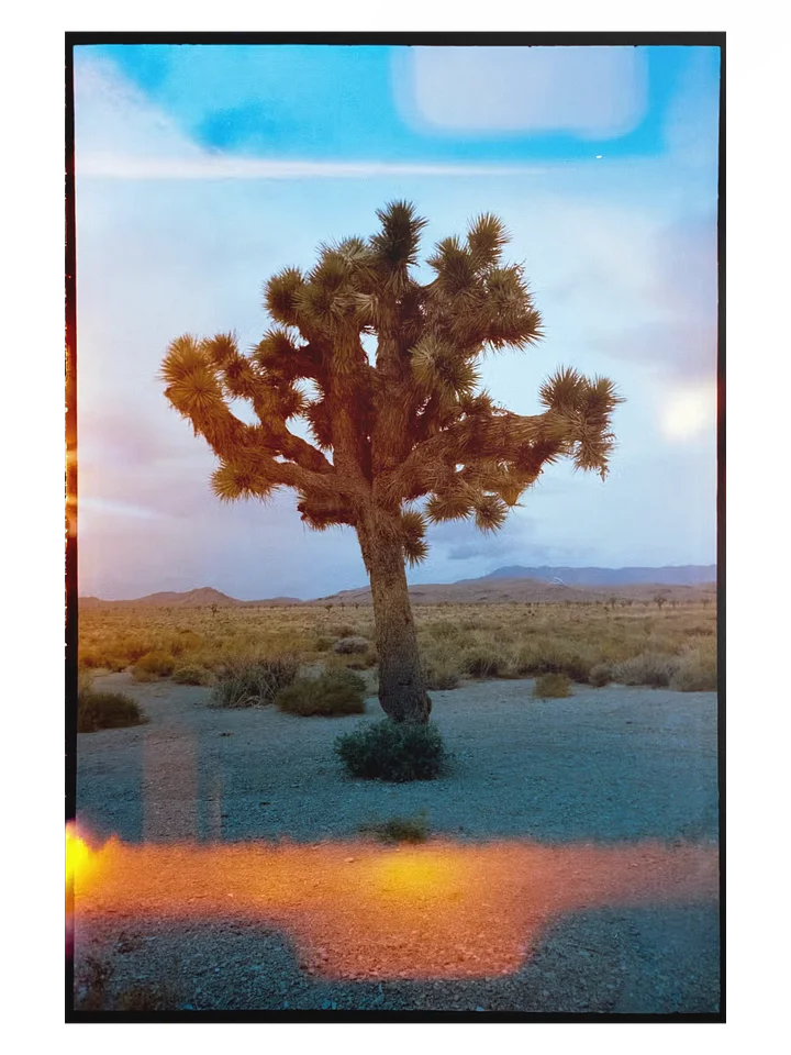 Joshua Tree Print product image (1)